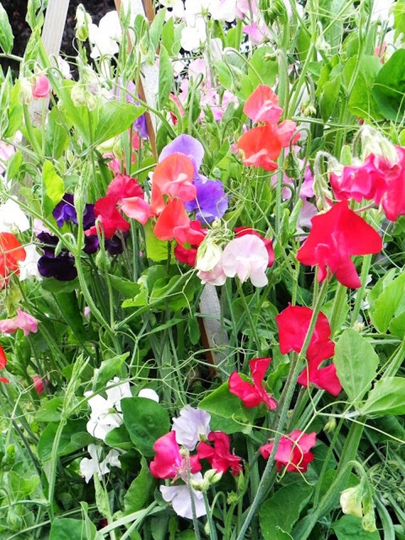 Perennial Sweet Pea vine Lathyrus Latifolius Pearl Mix Etsy