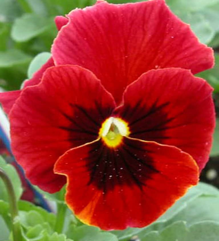 Giant RED Pansy Flowers Seed known for its large flowers and | Etsy