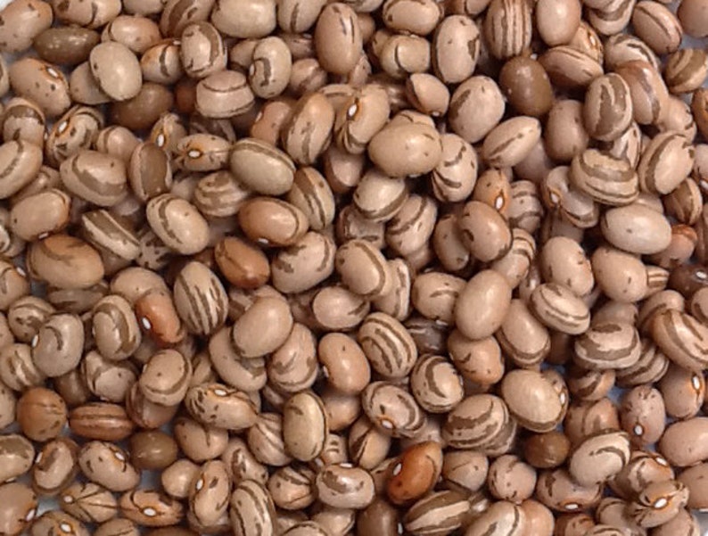 Eye Of The Goat Bean Seed also knows as Ojo de Cabra Bean | Etsy