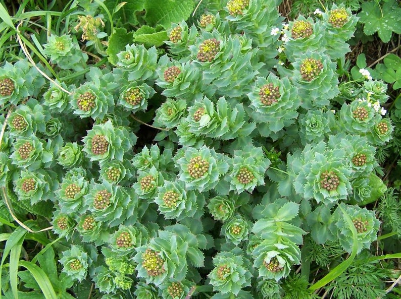 Rhodiola rosea Seeds golden root rose root RARE medicinal Etsy