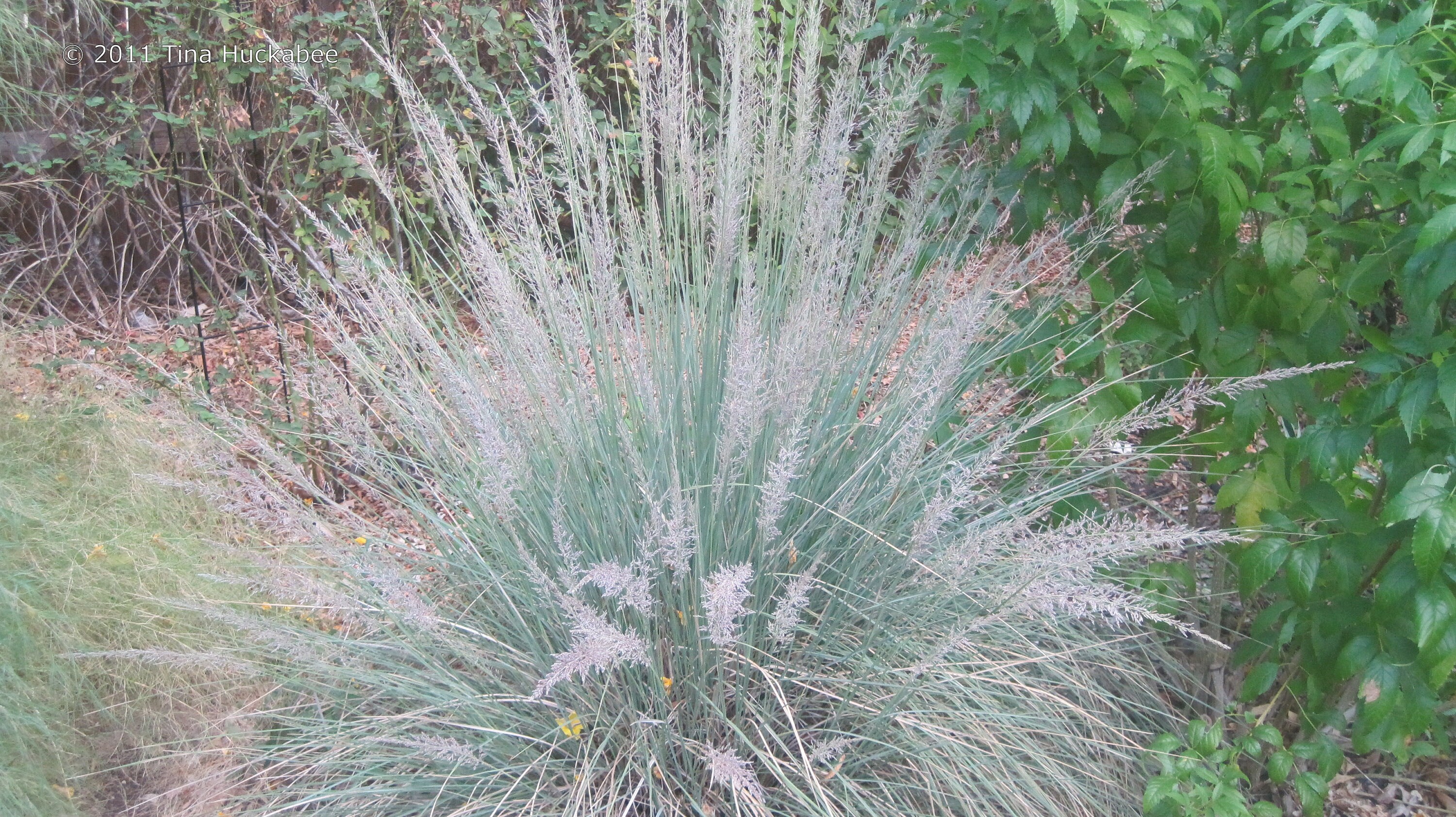 Big Muhly Grass Seeds Muhlenbergia Lindheimer. Elegant Etsy