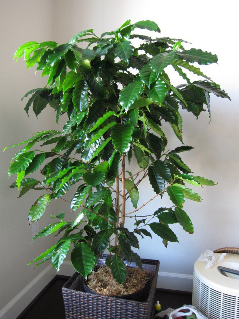 18 HIGH Quality Seeds Coffee Seeds COFFEA Arabica Nana Tropical House Plant