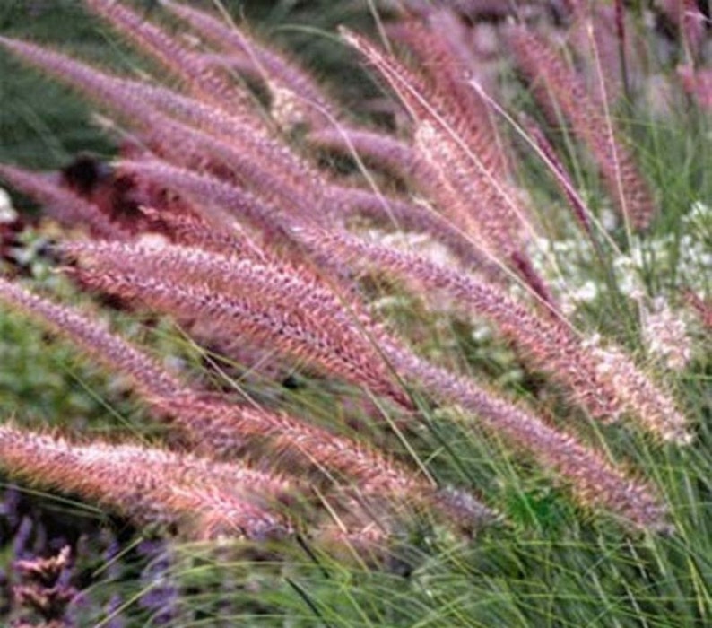 Violet géant ysop 60 graines AGASTACHE scrophulariaefolia