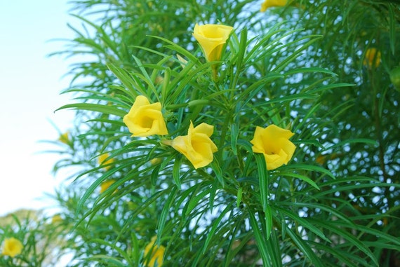 thevetia peruviana
