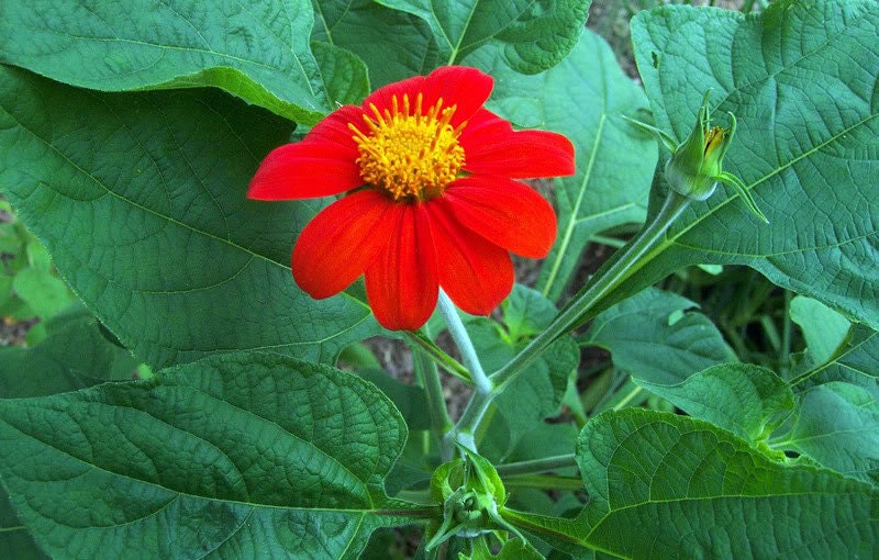 Mexican Sunflower Seeds RED Tithonia Speciosa RED Torch Etsy