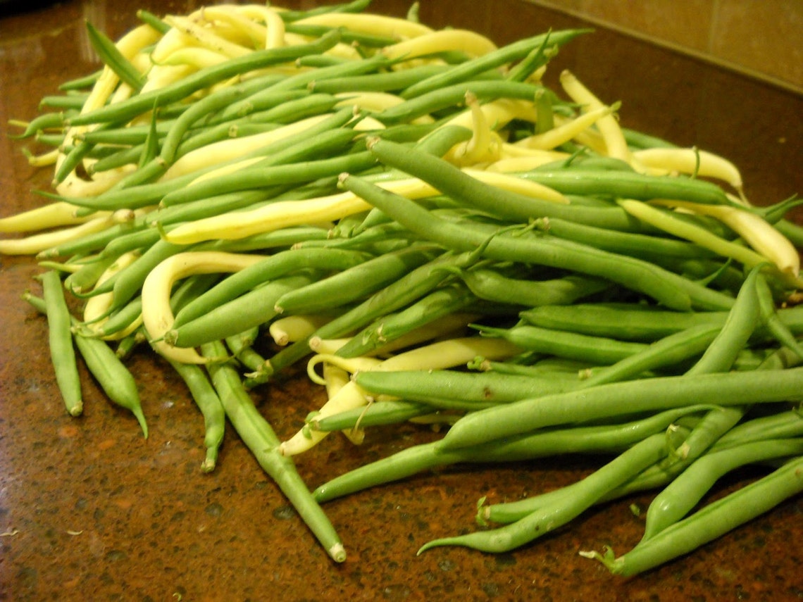Golden Top Notch Wax Bean Seeds Vegetable Garden Heirloom Etsy