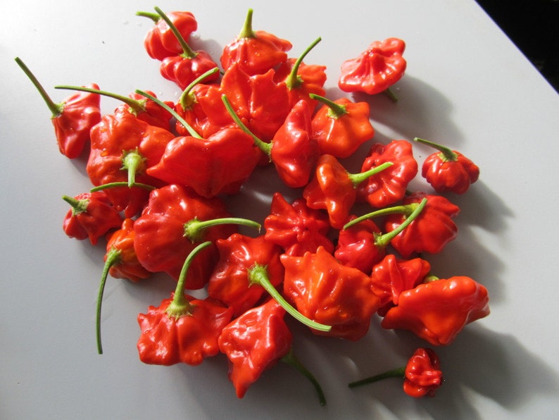 C 197 Fresh Heirloom Red Tobago Scotch Bonnet Hot Pepper Seeds 25