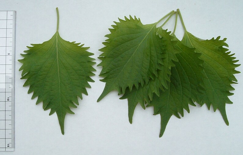 Grün 450 Samen Perilla Shiso Salat