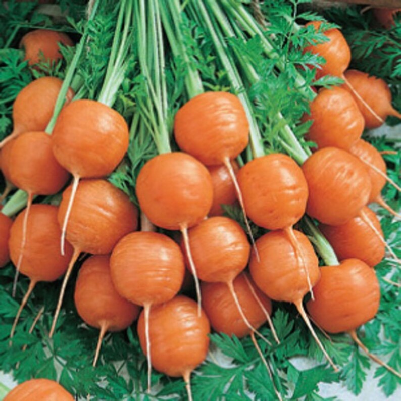 Carrot seeds,Parisian Carrot Heirloom Vegetable! French heirloom!Easy to Grow Eat It.-organic Plant it
