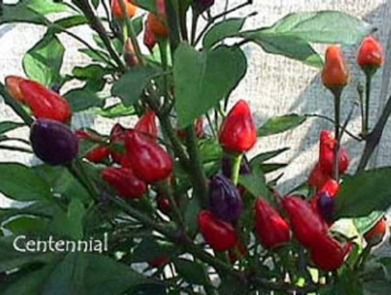 Centennial PEPPER seeds ornamental and edible Great for growing in a patio planter Beautiful Delicious,Pepper Container and Garden bed.