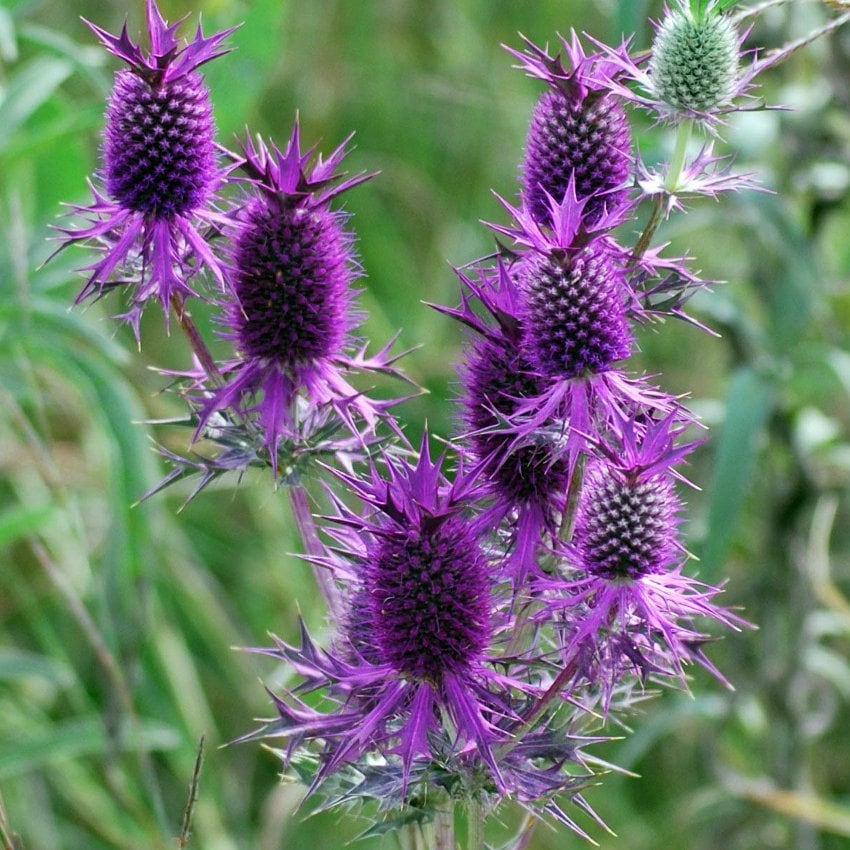 Leavenworth Eryngo SeedsERYNGIUM leavenworthii False Purple Etsy