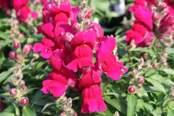 Mehrjährige Blumen Die Den Ganzen Sommer Blühen Braunpulsonicquickly