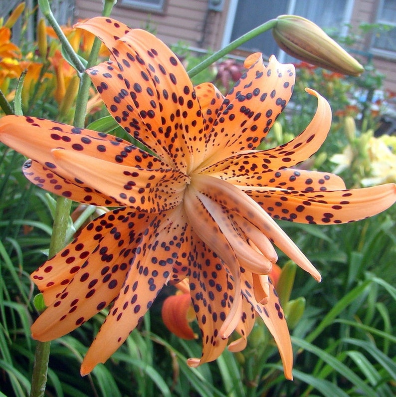 Tiger Lily Orange Bulb/Plant Unusual DoubleFlowered Etsy