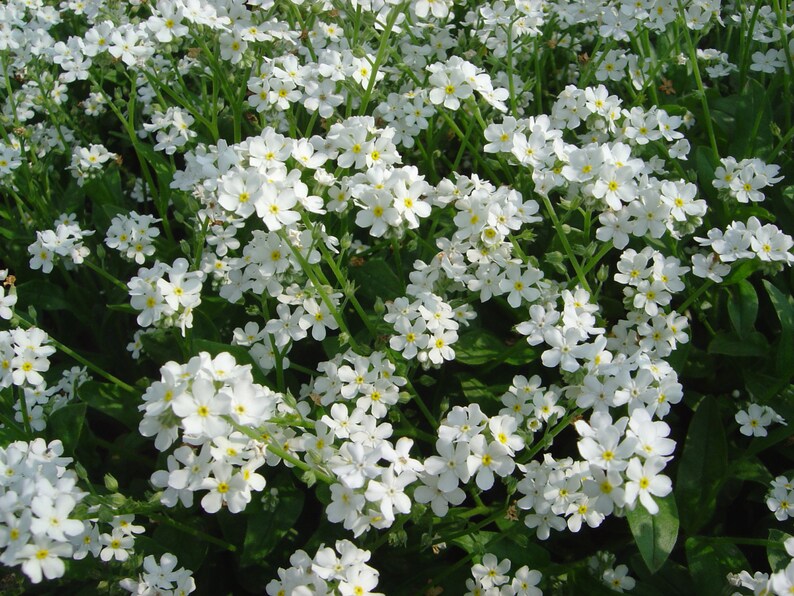 White forgotten. White forgotten. Незабудка белая садовая. White forgotten. Clifford white.
