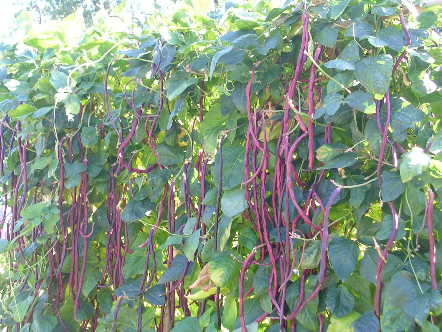 Heirloom Bean RED Yard Long BeanChinese Red Noodle Pole Etsy