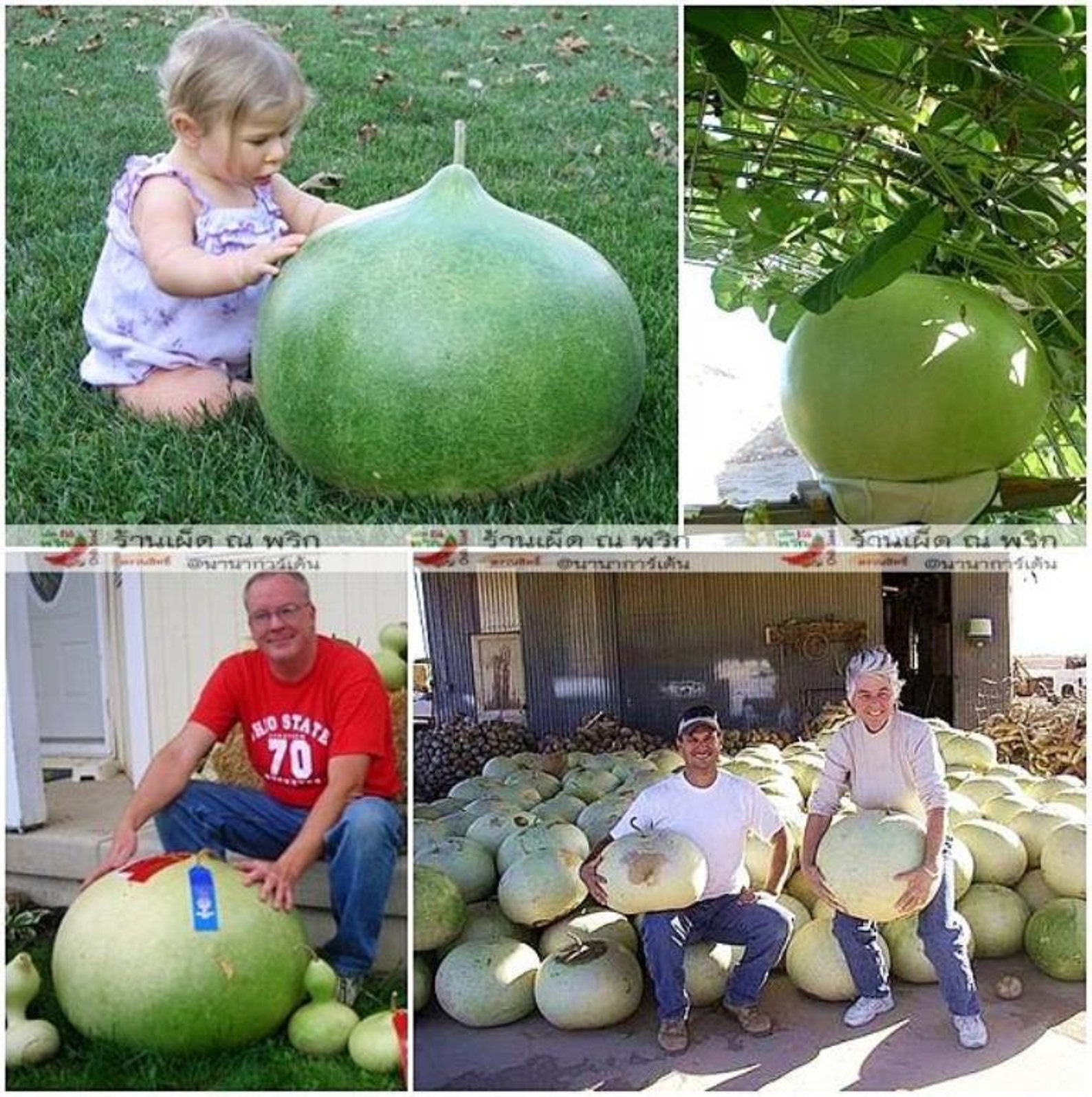 Bushel Basket Gourd SeedsFruit up to 100 lbMake large Etsy