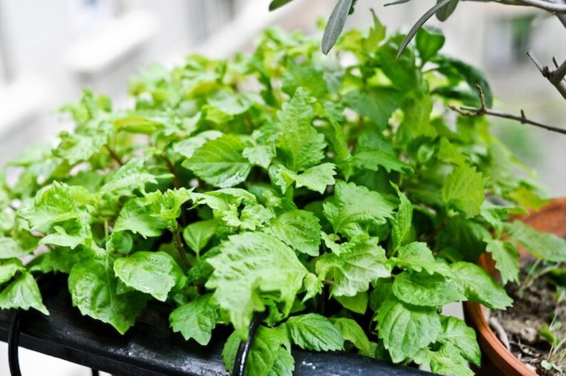 Grün 450 Samen Perilla Shiso Salat