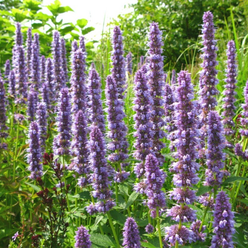 HyssopPurple Giant Hyssop Seeds Agastache Etsy