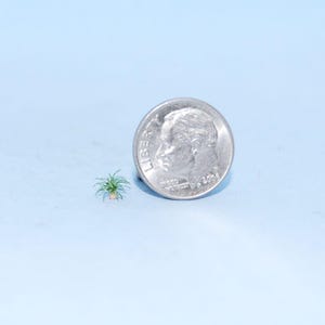 1:144 scale * 1/144th inch scale dollhouse miniature-Spider Plant