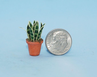 May include: A miniature snake plant with variegated green and yellow leaves potted in a small terracotta-colored pot, positioned next to a United States dime for scale, measuring approximately 0.7 inches in diameter for the coin.