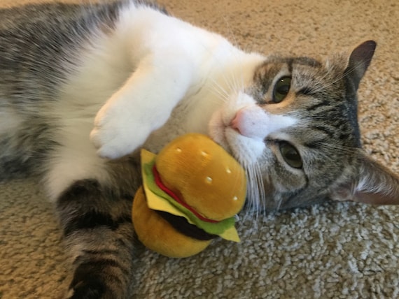 cheeseburger cat
