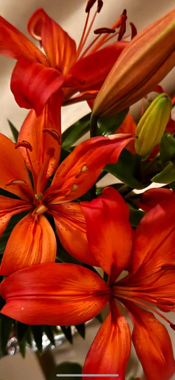 Digital Download, Red Tiger Lily Flower Print Photograph, Phone Wallpaper Background