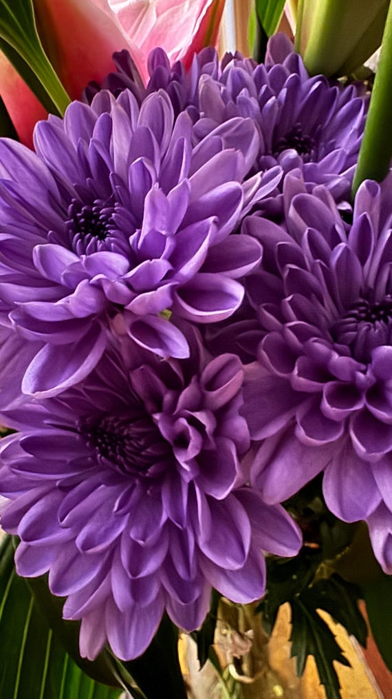 Digital Download, Purple Flower Print Photograph, Chinese Aster, Phone Wallpaper Background
