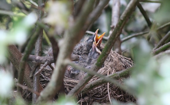 Baby Birds in Nest Digital Download