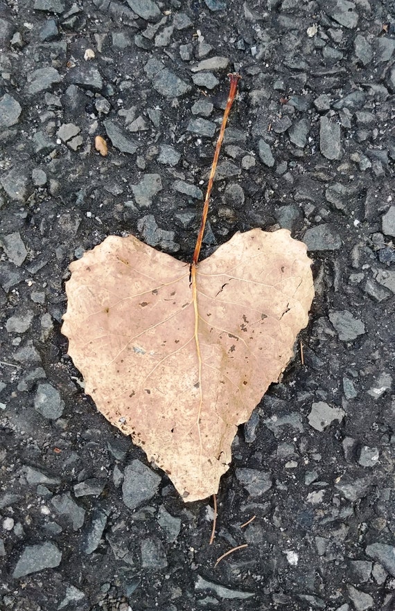 Heart Photography, Nature Photo Leaf, Digital Download, Phone Background