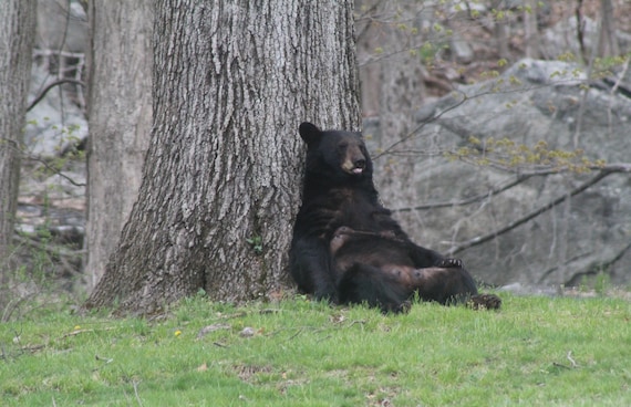 Bear In Nature Photograph, Wildlife Digital Download