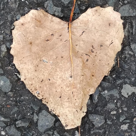 Heart Photography, Nature Photo Leaf, Digital Download, Phone Background