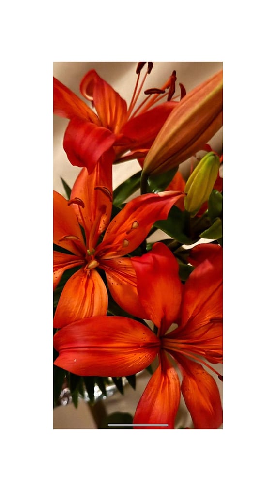 Phone Wallpaper, Red Lily Digital Download, Flower Lock Screen Photo