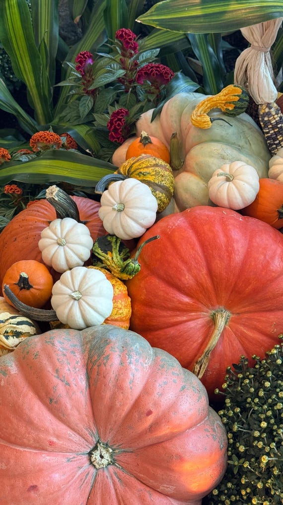 Fall Pumpkin Photo iPhone wallpaper, Autum digital download