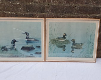 Pair of Large Vintage Large Duck Prints in Glazed Oak Frames. Retro 70's. 46 x 42 cm