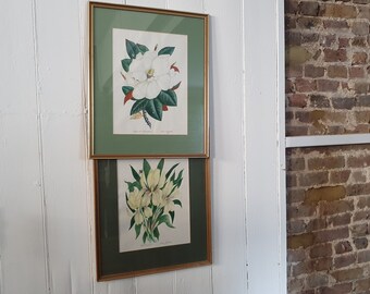 Pair of Two Large Vintage Original Watercolour Paintings Still Life Flowers ‘Iris Germanica’ and ‘Magnolia Grandiflora’ by Irene Midleton