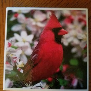 May include: A red cardinal bird perched on a branch with white flowers. The bird is in focus and the background is blurred.