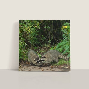 Raccoons, Two raccoons, Wildlife photography, David Bolin, Hanging Valley, Photography, Fine art photography, Raccoon Photography,