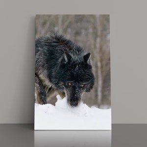 Wolf, Black Wolf, Wolves in the wild, Wildlife Photography, Wolf Photography, Lone wolf, Wolf wall art, Yellowstone Wolf