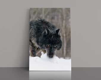Wolf, Black Wolf, Wolves in the wild, Wildlife Photography, Wolf Photography, Lone wolf, Wolf wall art, Yellowstone Wolf