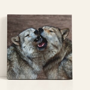 Yellowstone wolves, gray wolves, wolf art, Wolf photography, Wildlife art, Lamar valley wolves, David Bolin, Hanging valley photography,