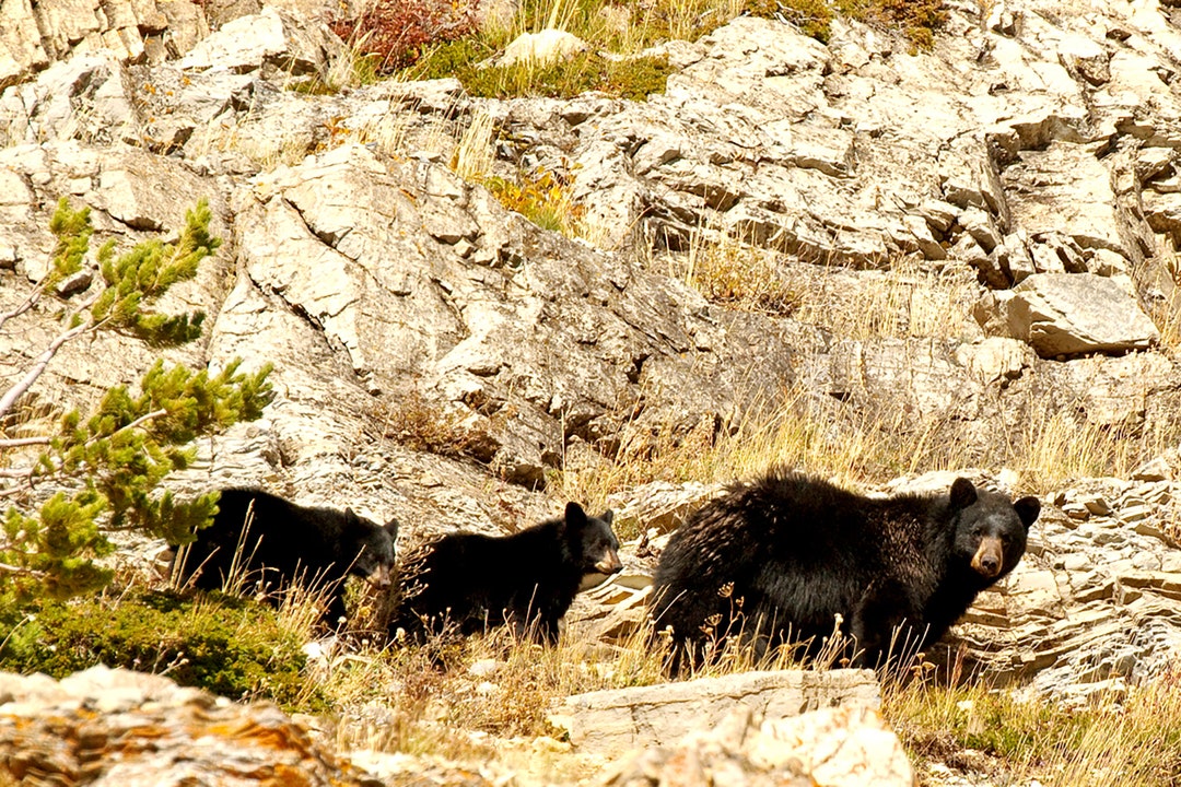 Dave Bolin Bear Photography, David Bolin, Hanging Valley Photo, Black Bear ...