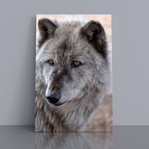 Wolf, Gray Wolf, Wolves in the wild, Wildlife Photography, Wolf Photography, Yellowstone wolves, Lone wolf, Wolf wall art, Eyes of Wisdom