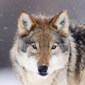 Canadian Wolf, Wolf in Winter, Wolf in snow, Wolves in the wild,  Look of winter, gray wolf, Fine art wolf photography, Wolf wall art