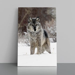 Wolf, Gray Wolf, Wolves in the wild, Wildlife Photography, Wolf Photography, Yellowstone wolves, Lone wolf, Wolf art, Leader of the Pack