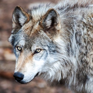 Gray Wolf, Yellowstone wolf, Wolves,  Wolf art, Lamar valley, Fine wildlife art Nature art, Wolf wall art, David Bolin
