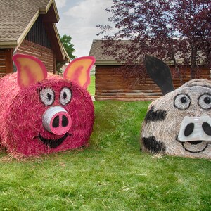Könnte beinhalten: Zwei große Heuballen sind so dekoriert, dass sie wie Schweine aussehen. Einer ist rosa mit schwarzen Augen und einer rosa Schnauze. Der andere ist weiß mit schwarzen Streifen und einer weißen Schnauze. Beide haben schwarze Ohren.