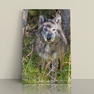 Wolf, Gray Wolf, Wolves in the wild, Wildlife Photography, Wolf Photography, Yellowstone wolves, Lone wolf, Wolf wall art, Old Timer