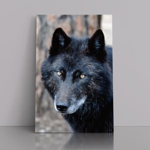 Wolf, Black Wolf, Wolves in the wild, Wildlife Photography, Wolf Photography, Wolf, Wolf wall art