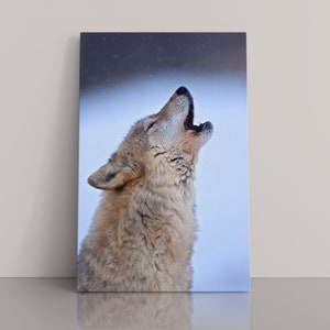 Gray Wolf “Howler”, Wolf in Snow, Yellowstone Wolf, Wildlife Photography, Wolf Photography, Wolves, Wolf Wall Art, Wolf Howling