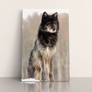 Wolf, Black Wolf, Wolves in the wild, Wildlife Photography, Wolf Photography, Yellowstone wolves, Lone wolf, Wolf wall art, Sentinel